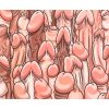 Rectangular Penis PC mat 22 x 18 cm Rectangular Penis PC mat 22 x 18 cm